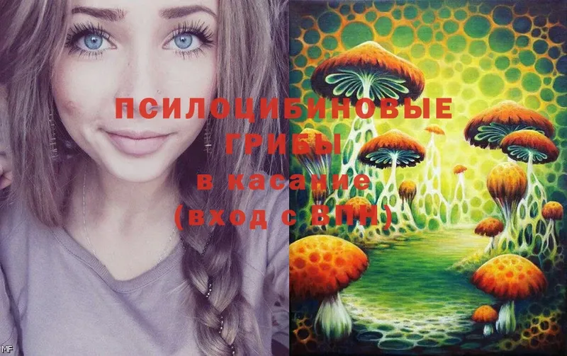 Псилоцибиновые грибы Cubensis  Суоярви 